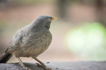 bird on the beach