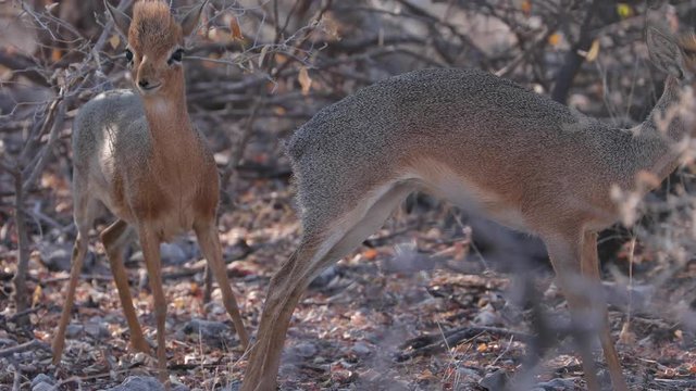 Kirk Dik Dik hiding in a bush and feeding on leaves in Etosha National Park, Namibia