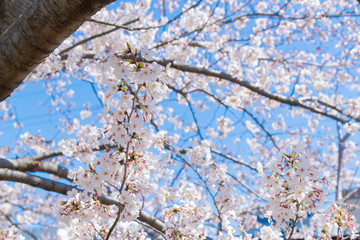 新横浜公園の桜