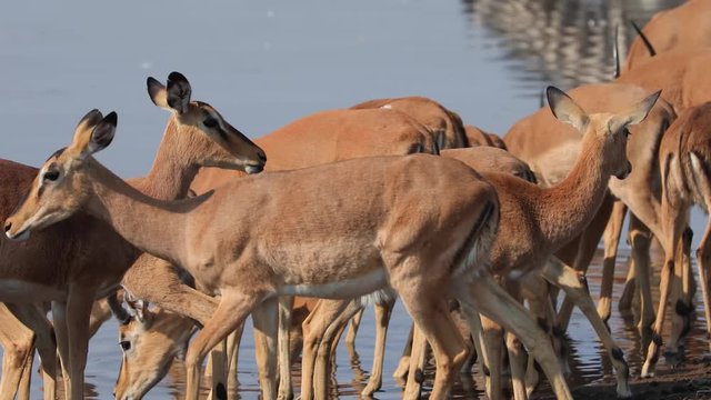 Black faced Impala drinking at a water hole in Etosha National Park, Namibia