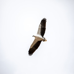 Obraz premium Sea Eagle