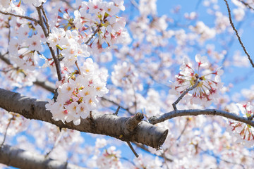 新横浜公園の桜