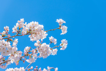 新横浜公園の桜