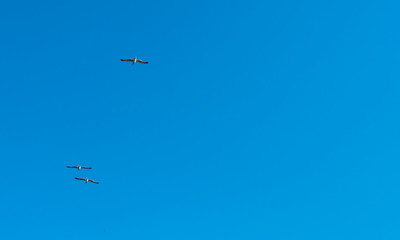 Flock of Seagulls in a Clear Blue Sky