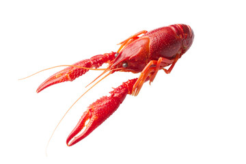 Boiled red crawfish isolated on white background