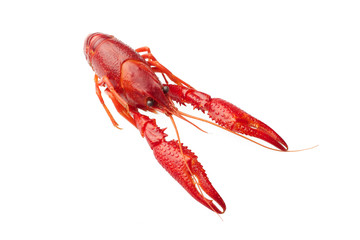 Boiled red crawfish isolated on white background