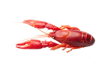 Boiled red crawfish isolated on white background