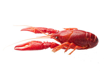 Boiled red crawfish isolated on white background