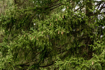 Obraz premium Detailed texture of conifer forest on hill close up, Background of tree tops on mountainside.