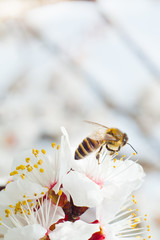 The bee collects honey from the fruit tree