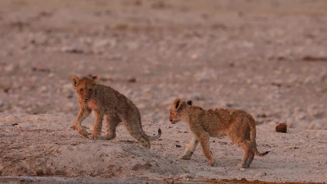 Abandoned lion cubs coming to drink at a water hole in Etosha National Park, Namibia