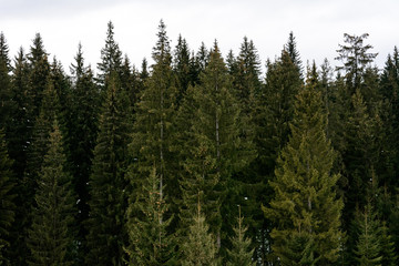 Detailed texture of conifer forest on hill close up, Background of tree tops on mountainside.