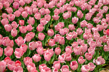 pink tulips in the garden