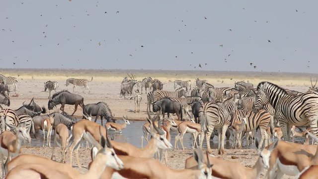 Very crowded waterhole with Zebra, Wildebeest, Oryx, Springbok in Etosha National Park, Namibia