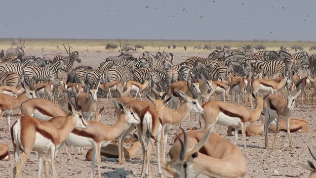 Very crowded waterhole with Zebra, Wildebeest, Oryx, Springbok in Etosha National Park, Namibia