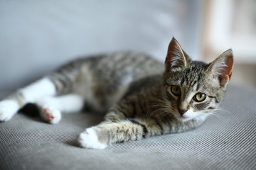 Grey and white Cat lies on office chair in living room