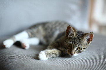 Grey and white Cat lies on office chair in living room