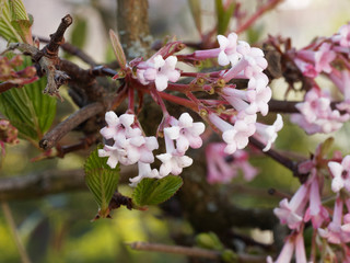 Viorne de Bodnant (Viburnum Bodnatense 'aberconway') ou viorne d'hivers à floraison parfumée.