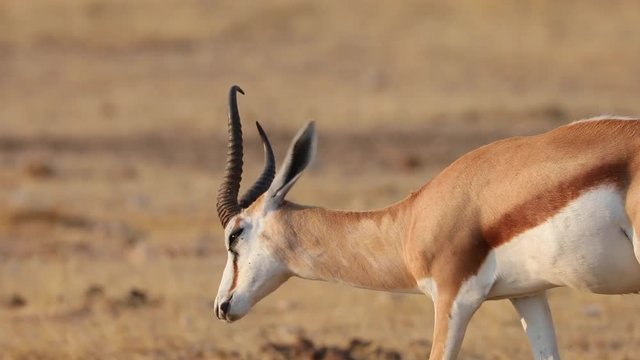 Springbok walking through dry landscape of Etosha National Park feeding, Namibia