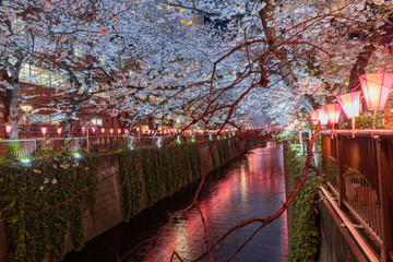Obraz premium 東京目黒川の夜桜とライトアップ