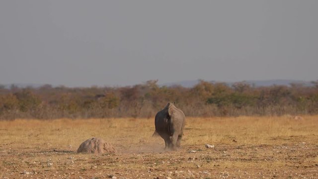 Black rhino walking and running in afternoon sunlight of Etosha National Park, Namibia