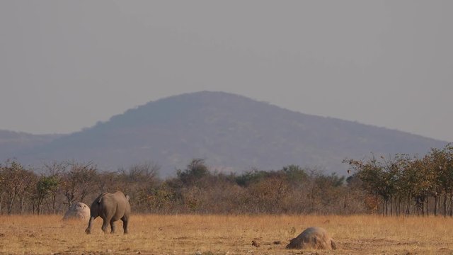 Black rhino walking and running in afternoon sunlight of Etosha National Park, Namibia