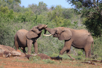 Fototapeta premium Afrikanischer Elefant / African elephant / Loxodonta africana.