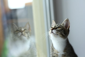 Lazy lovely black cat lying by the window. Gray tabby cute kitten with beautiful eyes relaxing on window sill.