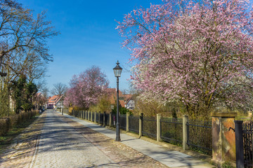 Old cobblestoned road with spring blossom in Rheda, Germany