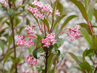 Viorne de Bodnant (Viburnum Bodnatense 'aberconway') ou viorne d'hivers à floraison parfumée.