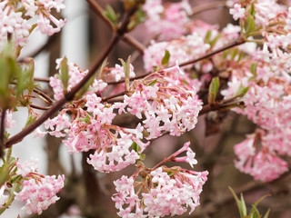 Viorne de Bodnant (Viburnum Bodnatense 'aberconway') ou viorne d'hivers à floraison parfumée.