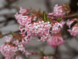Viorne de Bodnant (Viburnum Bodnatense 'aberconway') ou viorne d'hivers à floraison parfumée.