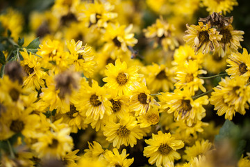 Chrysanthemum indicum Linn flower