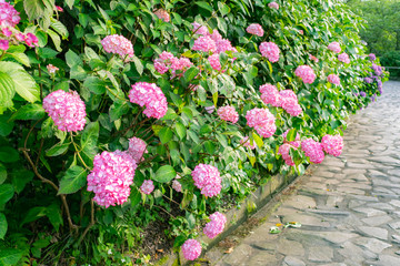 静岡県 下田市 紫陽花