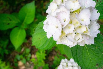 静岡県 下田市 紫陽花