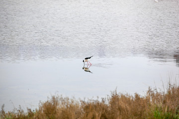 Fototapeta na wymiar Black-Winged Stilt Wading In Water