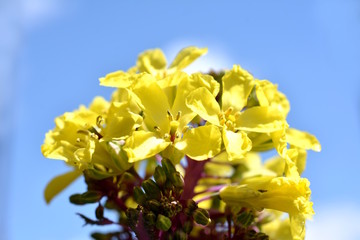 葉牡丹の黄色い花、青空