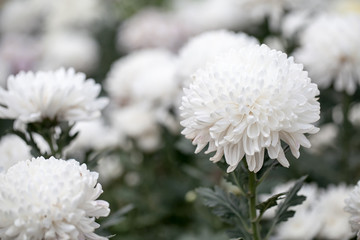 White chrysanthemum flowers