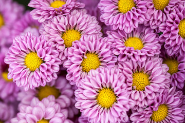 Fototapeta premium Purple chrysanthemum flowers