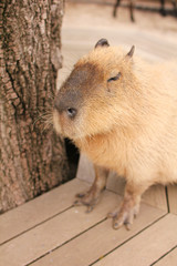 牧場のカピバラ