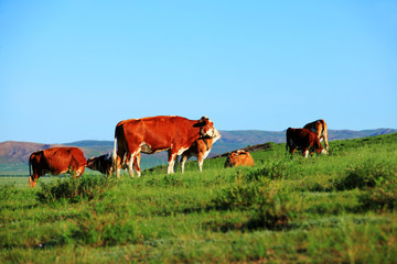 A herd of cattle on the prairie