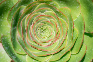 white mexican rose