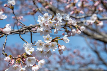 八部咲の桜