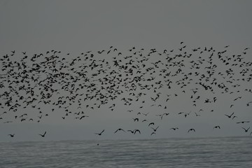 Beachcombers / Stints