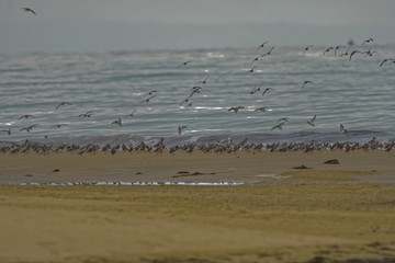 Beachcombers / Stints