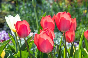 チューリップの花
