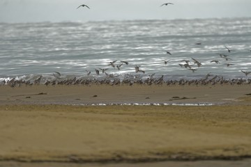 Beachcombers / Stints