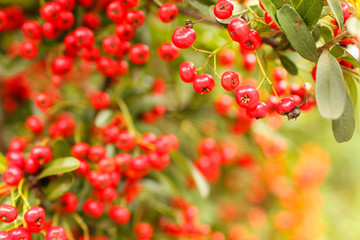 鎌倉報国寺の万両・千両