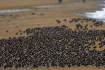 Beaccombers / Stints