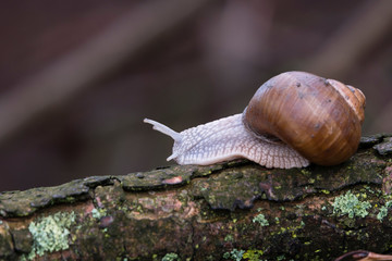 Big snail with brown shell crawling on a branch.